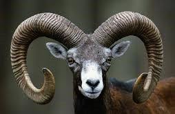mouflon head